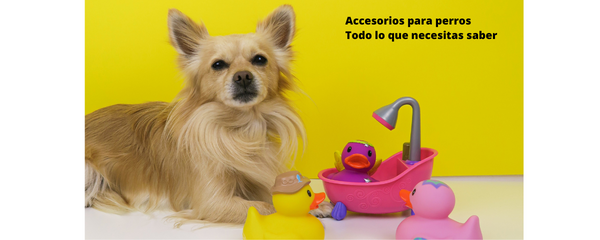 Accesorios para perros: Todo lo que necesitas saber