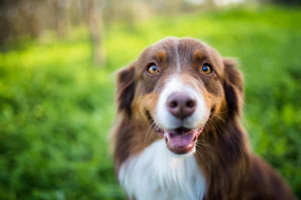 Alimento Hepatico para Perros