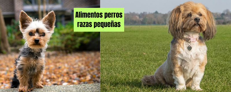 Alimento para Perros de Razas Pequeñas