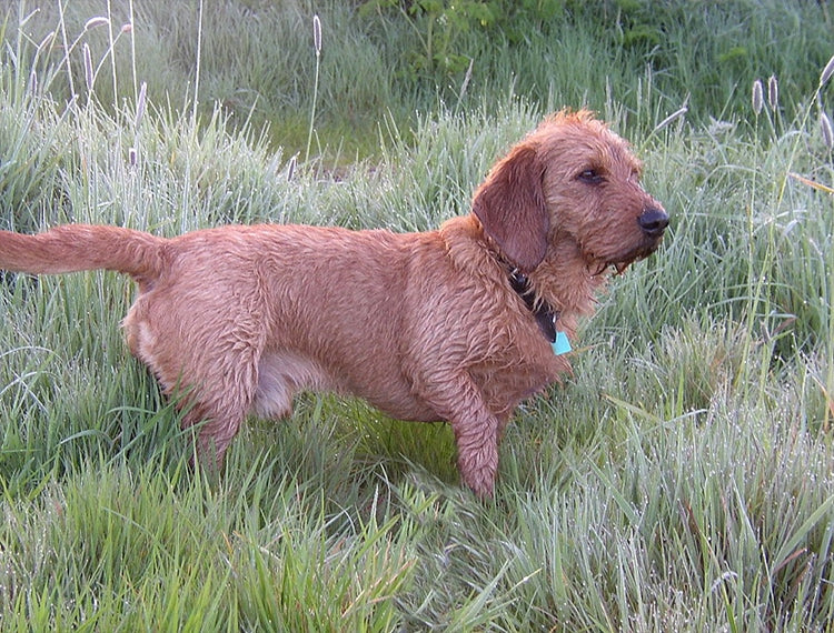 Basset Leonado de Bretaña