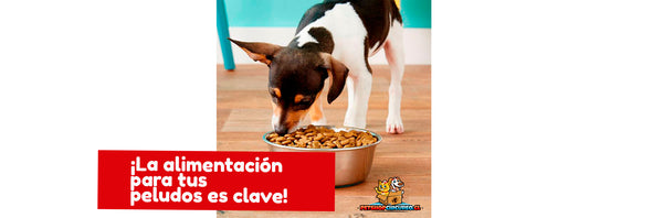 ¿Cuál es la mejor comida para mis perros o gatos? - Pet Shop Chicureo: Tienda para mascotas online