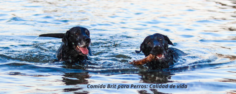 Comida brit para perros 