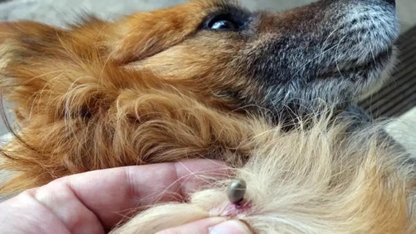 Como sacar una garrapata de un perro: una guía paso a paso
