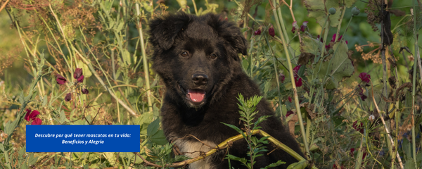 Descubre por que tener mascotas en tu vida: Beneficios y Alegria