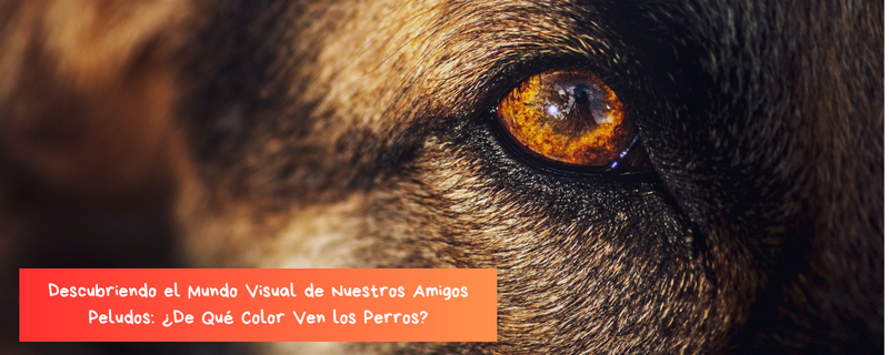 De qué color ven los perros