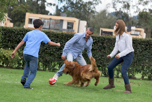 ¿Volviendo al trabajo? Cómo ayudar a su mascota en este proceso