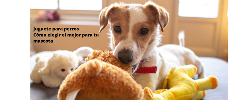 Juguete para perros: Como elegir el mejor para tu mascota