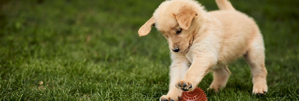 La Mejor Comida para Perros: Reseña de Master Dog