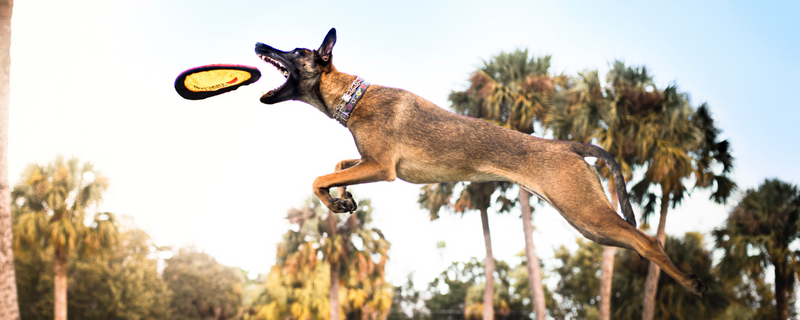 Pastor-Belga-Malinois