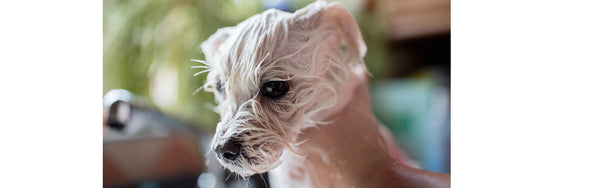 Peluqueria canina para nuestros perros en invierno