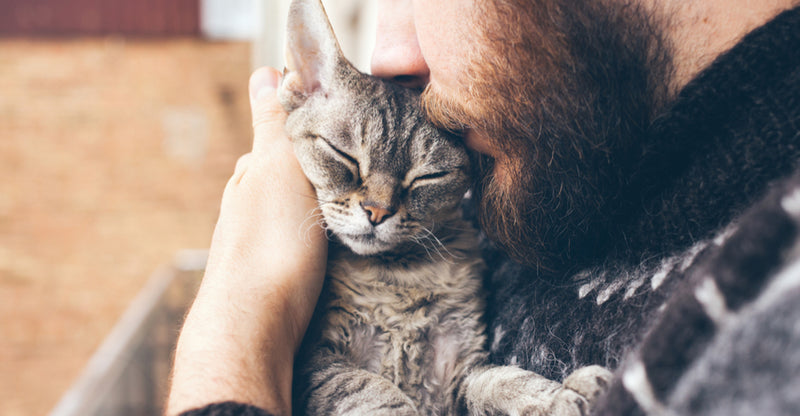Acariciar a un gato: Cómo y dónde hacerlo - Pet Shop Chicureo: Tienda para mascotas online
