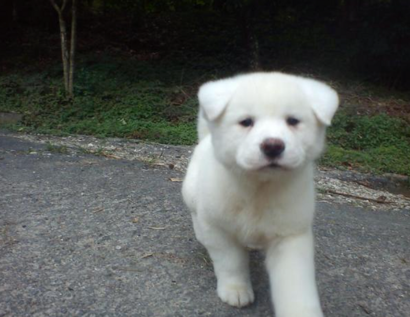 El Encanto del Akita Americano Blanco: Descubre sus Caracteristicas