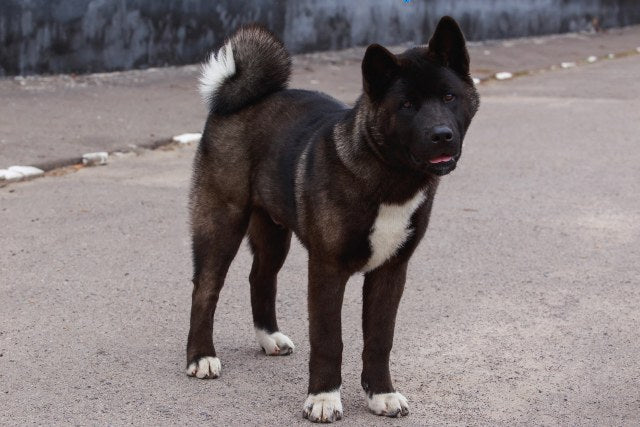 Guía Definitiva para Comprar Perros Akitas en Chile: Encuentra tu Compañero