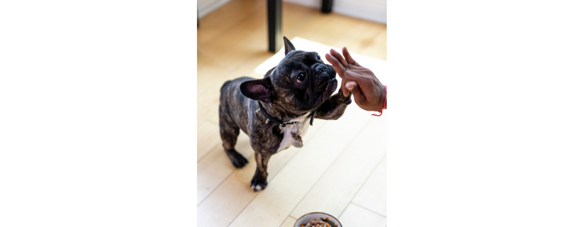 La mejor comida para perros: cómo elegir la opción adecuada