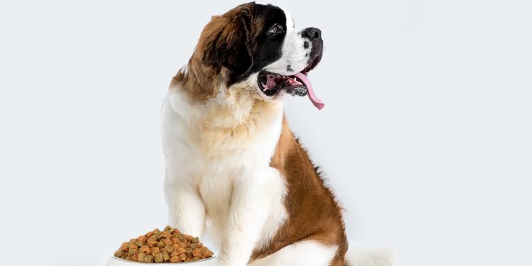 alimento perro adulto