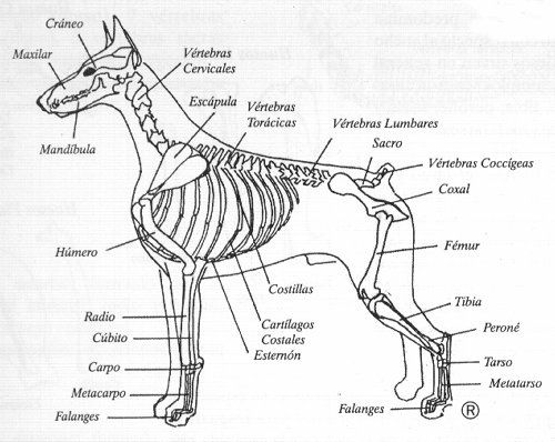 anatomia de un perro