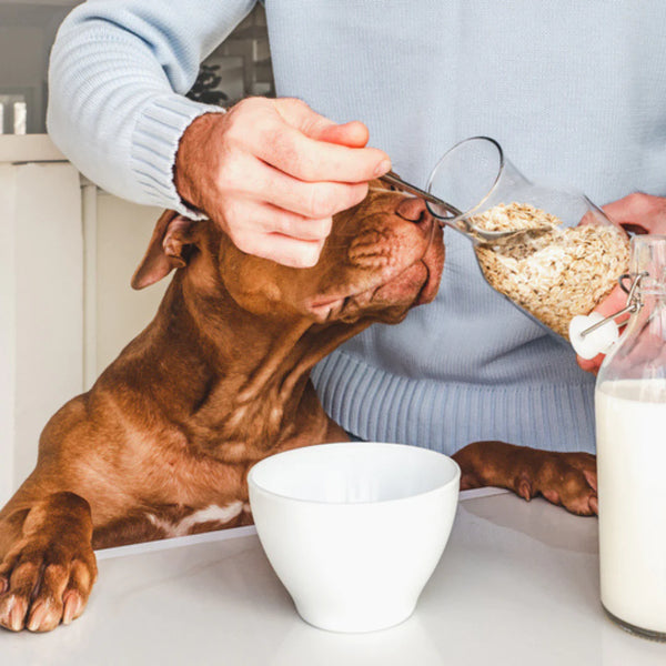 avena-para-perros