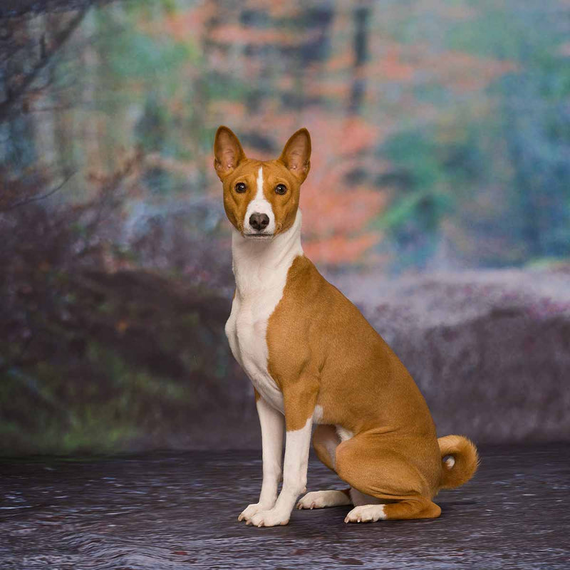 perro-basenji