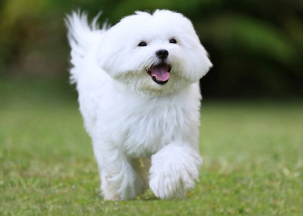 bichon maltes precio