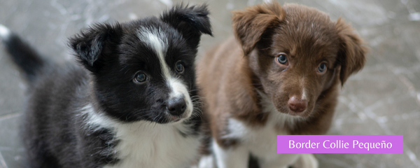 border collie pequeño