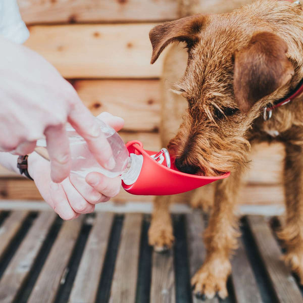 botella de agua para perros