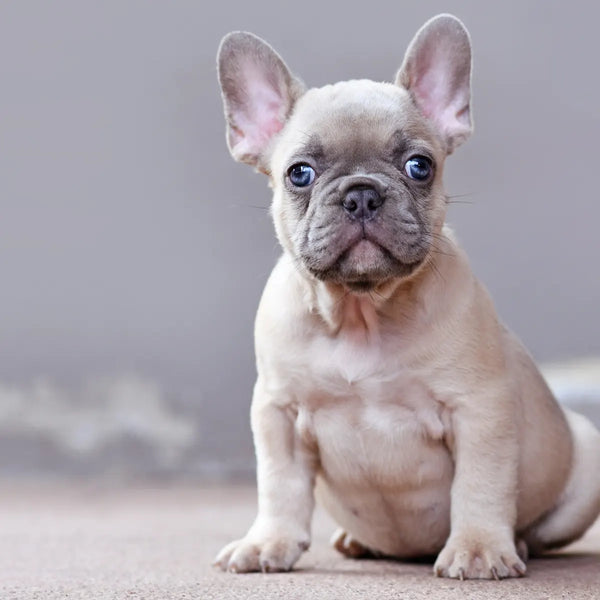 cachorros-bulldog-frances-tu-nuevo-companero-peludo