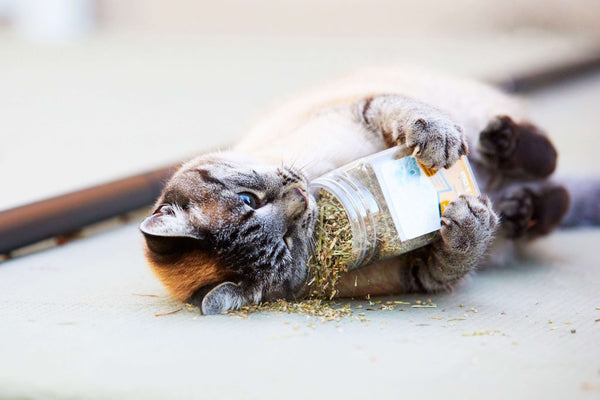 catnip para gatos