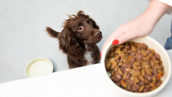 Comida Humeda para Perros: Una Opcion Deliciosa y Nutritiva