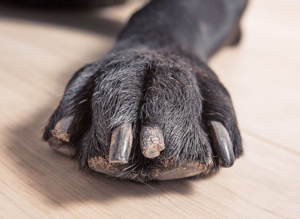 como cortarle las uñas a los perros 