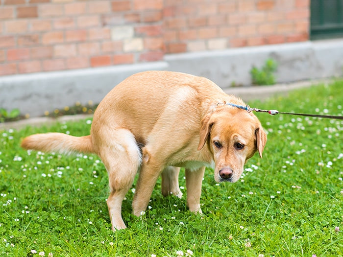 Como Destapar a un Perro Estreñido