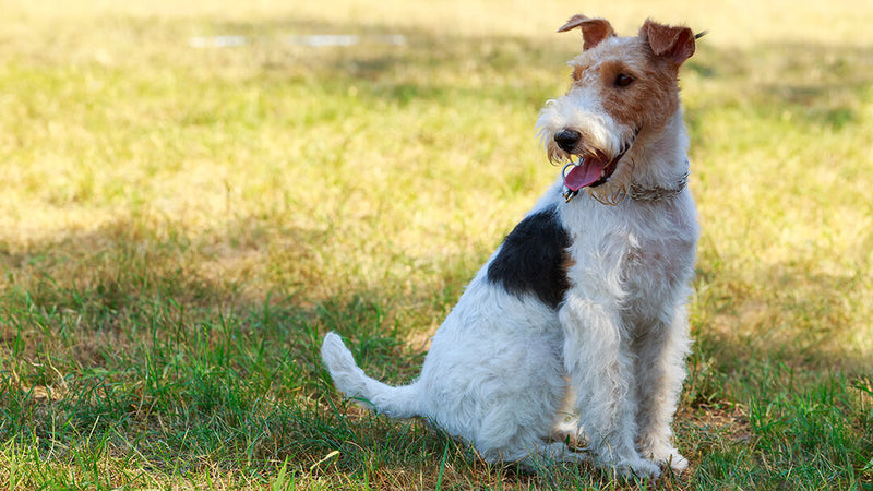 Cómo saber la edad de un perro: Guía completa