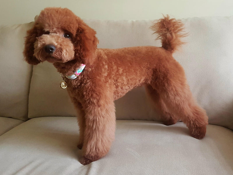 corte-poodle