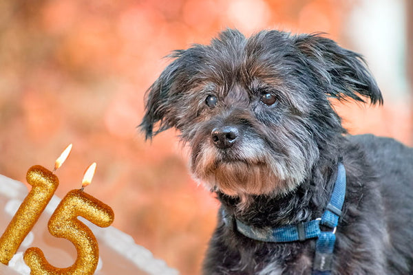 cuanto años vive un perro