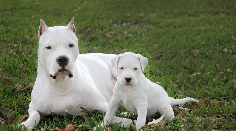 dogo-argentino