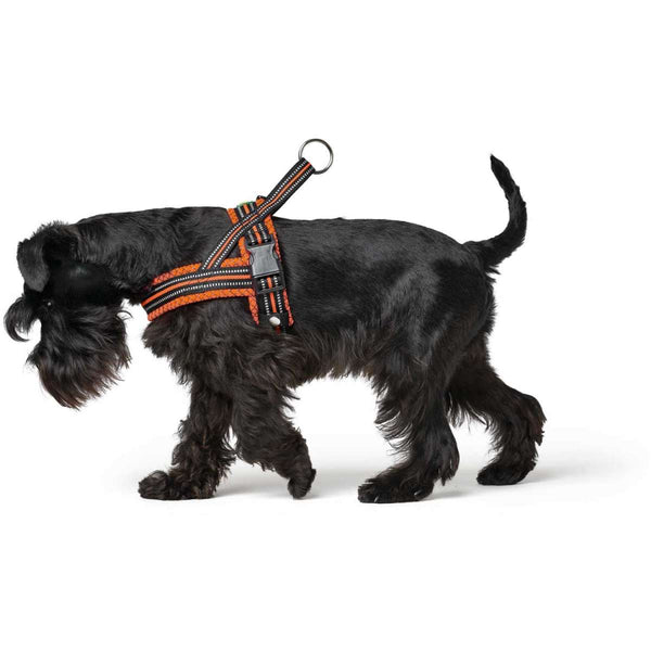 Tipos de collares de perro para tu mascota