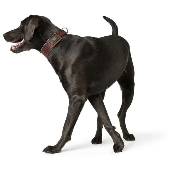 collar de neopren para perro Hunter