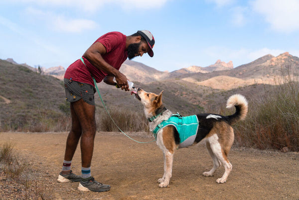 Guia de Arneses para Perros: Como Elegir el Mejor Arnes