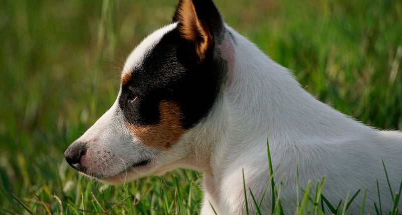 ¿Que alimento es bueno para un fox terrier?