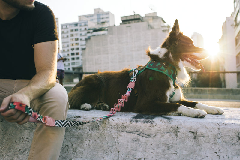 Descubre ZeeDog