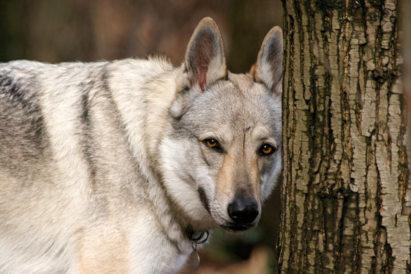 perro-lobo-checoslovaco