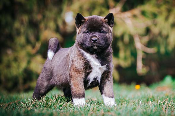 perro akita negro