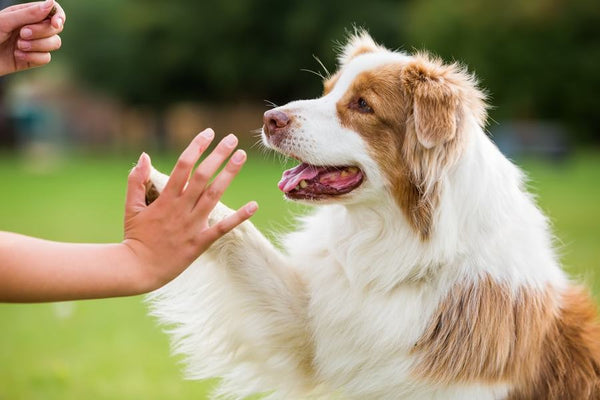 Cómo podemos acostumbrar a nuestros perros después de la cuarentena y encierro