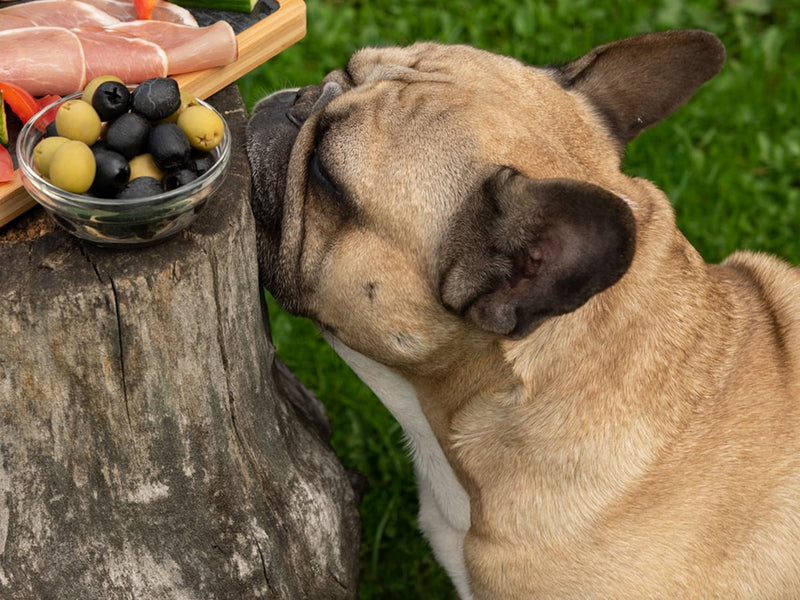 Perros-Pueden-Comer-Aceitunas