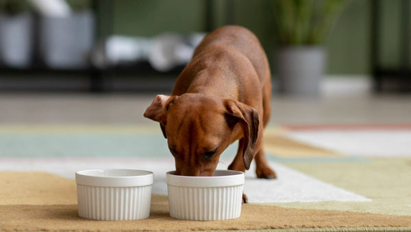 Platos de Comida para Perros