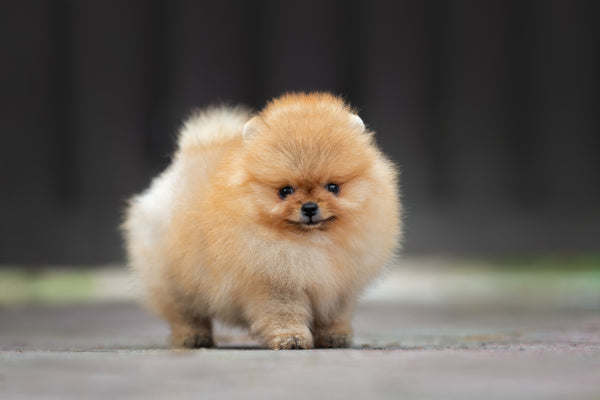 Pomerania-toy