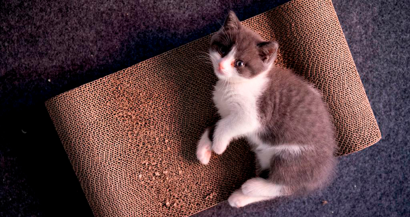 ¿Primera vez como dueño de un gato? Conoce estos consejos