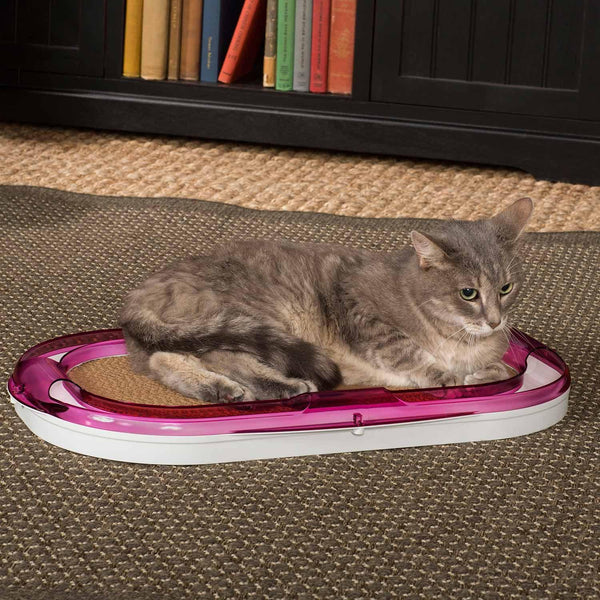 Alimentos prohibidos para gatos