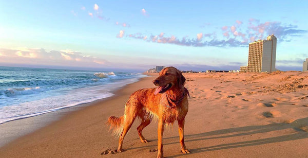 protector-solar-para-perros