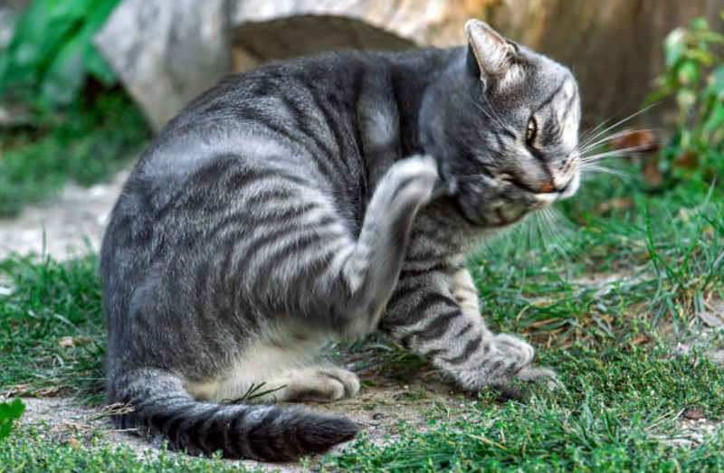 pulgas en gatos