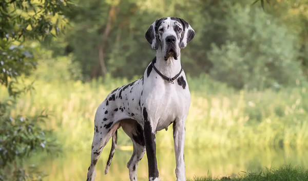 razas de perro grande